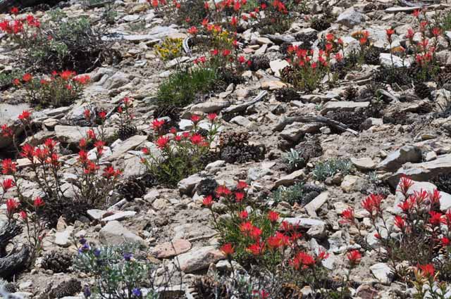 wildflowers